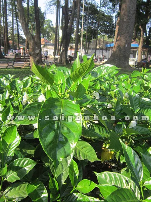 Lá cây hoa Lài trâu có màu xanh đậm và bóng