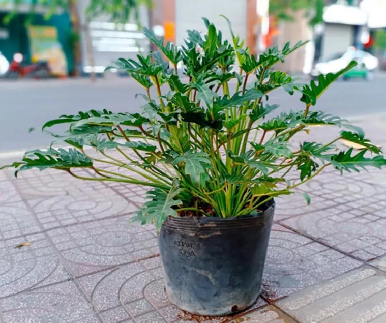 Lá cây trầu bà chân vịt rất đặc trưng