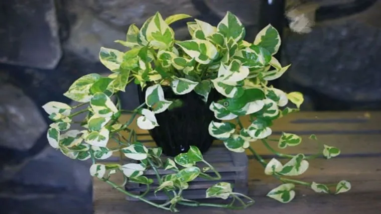 Lá cây trầu bà sữa có những vệt loang màu trắng trên nền lá xanh