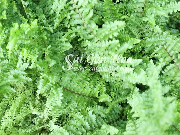 Cận cảnh bộ lá dương xỉ đá với hình dáng độc đáo, màu xanh tươi mát.