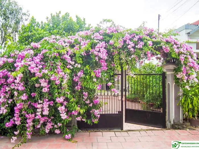 Cây lan tỏi trồng leo cổng