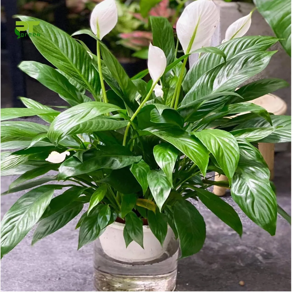 Cây Lan Ý thủy sinh với lá xanh mướt và hoa trắng tinh tế