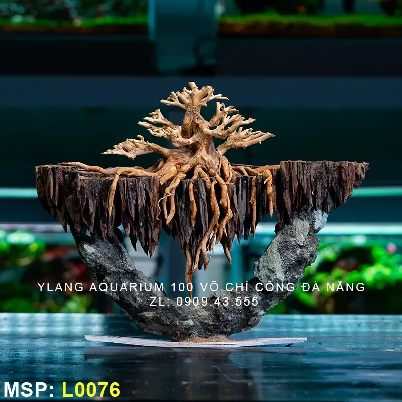 Cây thủy sinh được tạo hình như bonsai trên nền đá