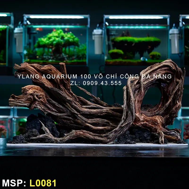 Bố cục bể thủy sinh theo phong cách tự nhiên, hài hòa