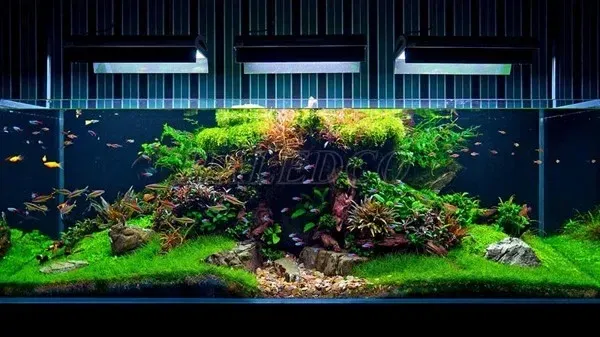 Quan sát kỹ hành vi của cá sau khi bật đèn