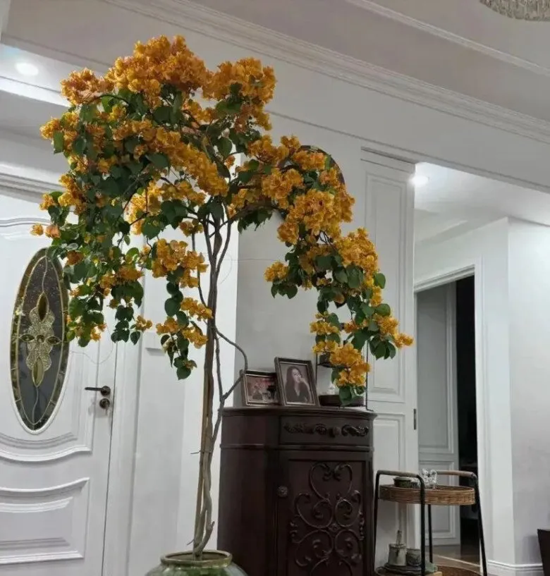 Chậu hoa giấy màu vàng rực rỡ đặt trên bàn gỗ cổ điển