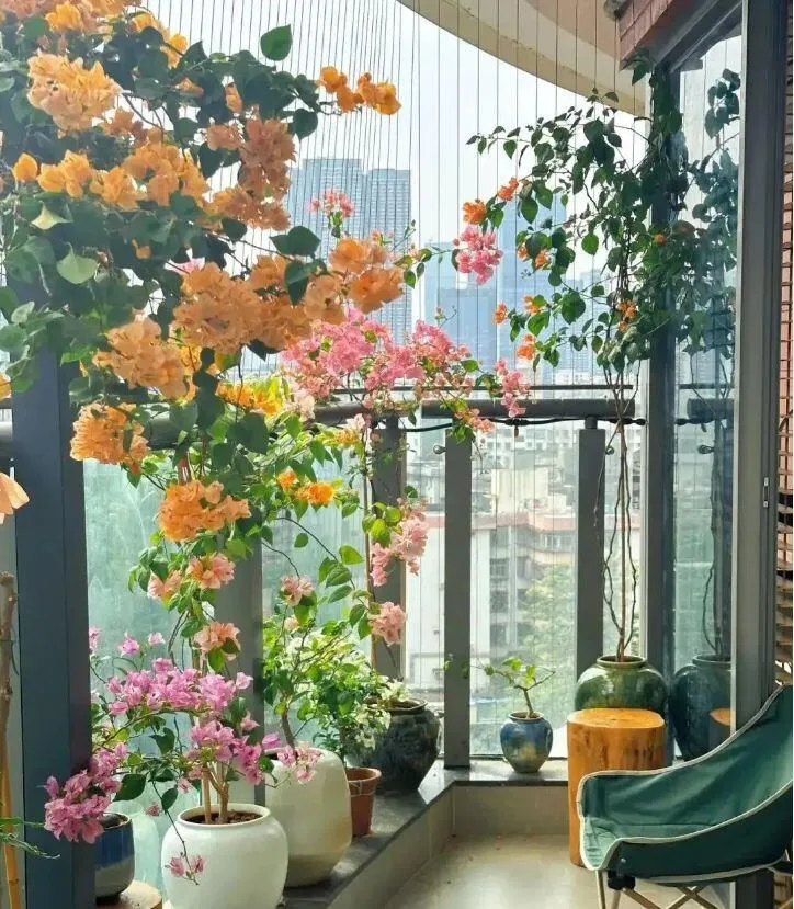 Hoa giấy rực rỡ khoe sắc dưới ánh nắng, tạo điểm nhấn cho không gian.