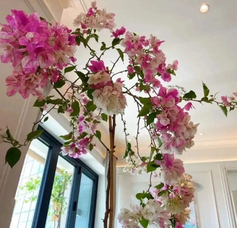 Cận cảnh giàn hoa giấy với sắc tím mộng mơ, tạo vẻ đẹp lãng mạn.