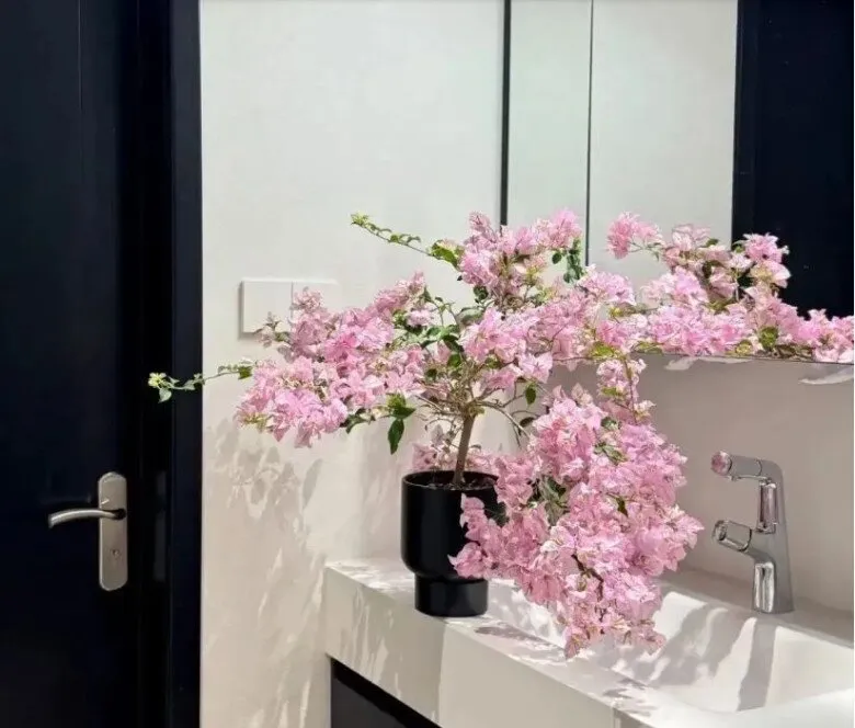 Chậu hoa giấy nhỏ xinh đặt trên tủ phòng tắm màu đen trắng