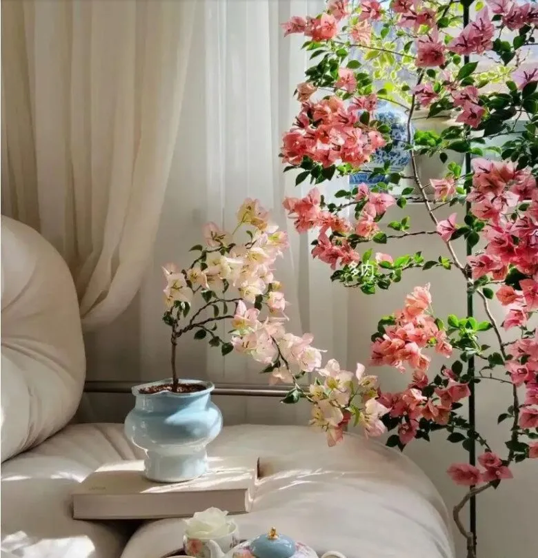 Chậu hoa giấy đặt cạnh chồng sách trên sofa