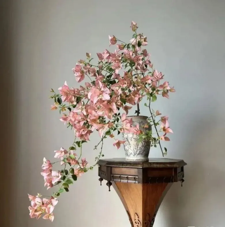 Chậu hoa giấy đặt trên kệ gỗ cổ điển ở vị trí tài lộc