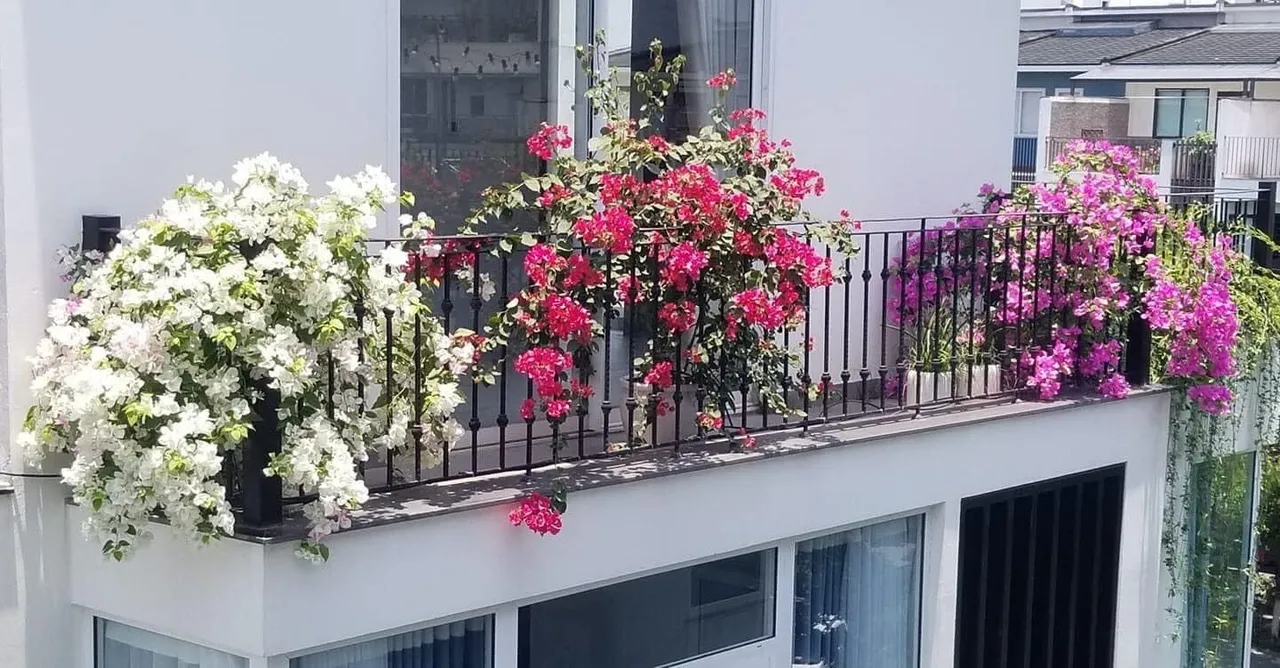 Mẹ đảm khéo tay “hóa biến” ban công thành vườn hoa giấy tuyệt đẹp ở Hà Nội - 2