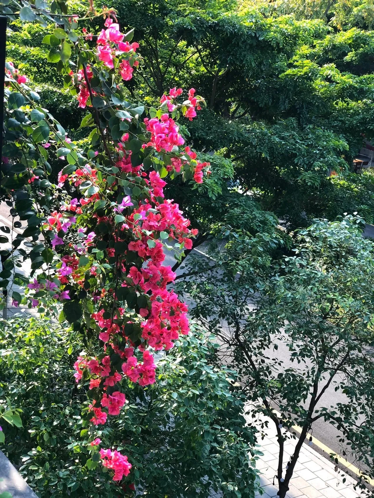 Mẹ đảm khéo tay “hóa biến” ban công thành vườn hoa giấy tuyệt đẹp ở Hà Nội - 4