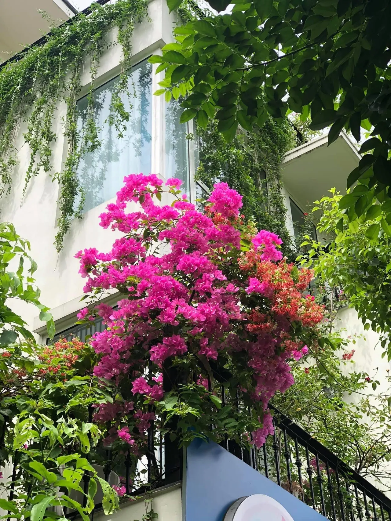 Mẹ đảm khéo tay “hóa biến” ban công thành vườn hoa giấy tuyệt đẹp ở Hà Nội - 5