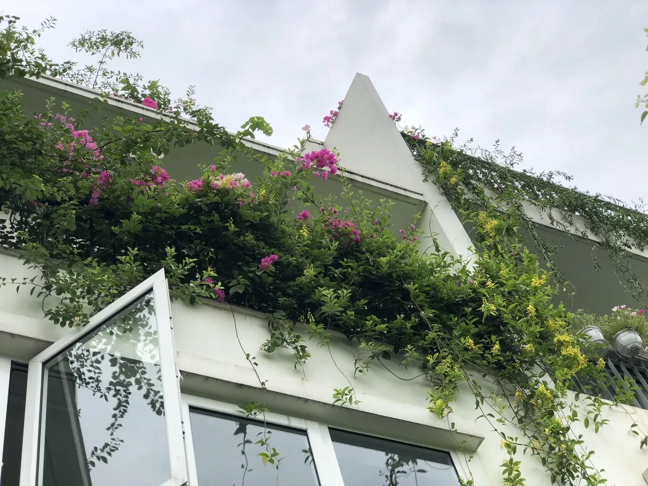 Mẹ đảm khéo tay “hóa biến” ban công thành vườn hoa giấy tuyệt đẹp ở Hà Nội - 6