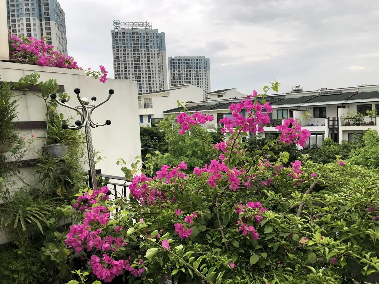 Mẹ đảm khéo tay “hóa biến” ban công thành vườn hoa giấy tuyệt đẹp ở Hà Nội - 7