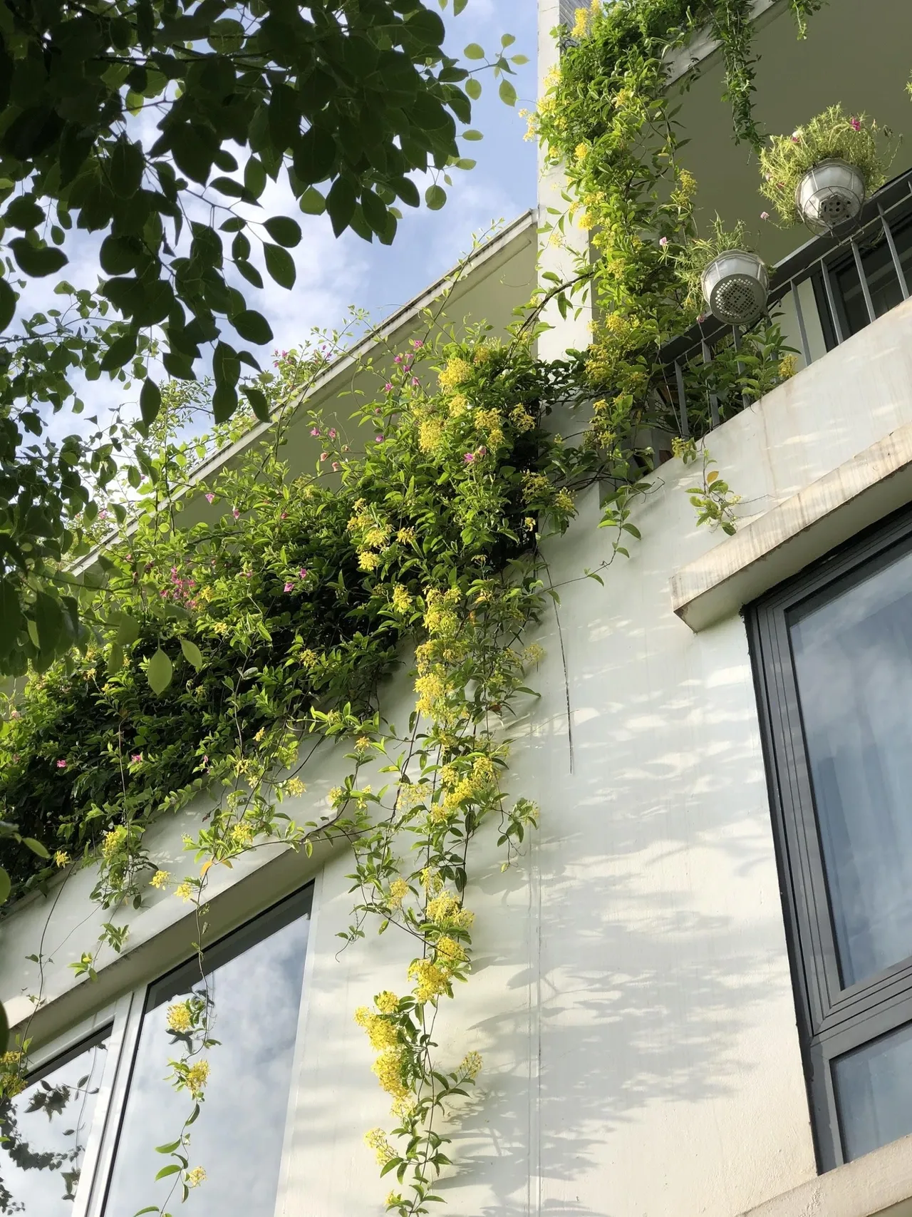 Mẹ đảm khéo tay “hóa biến” ban công thành vườn hoa giấy tuyệt đẹp ở Hà Nội - 9