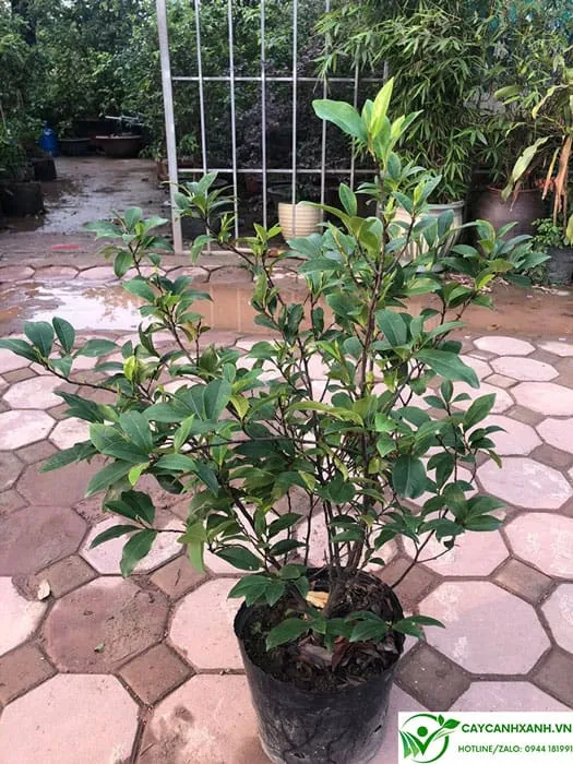 Mua cây lan tiêu ở Hà Nội