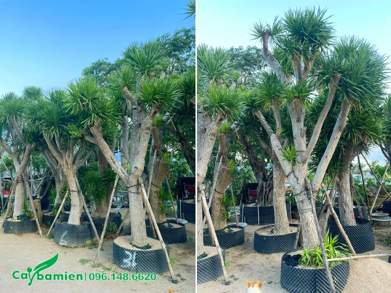 Hàng cây Phát Tài Núi dâm ủ kỳ cao hơn 3m, đường kính gốc 20cm