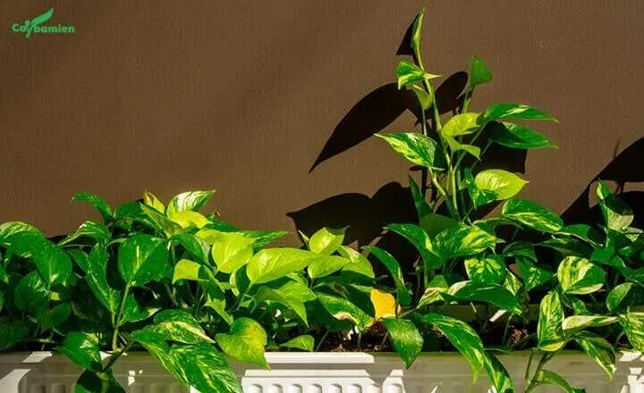 Cây trầu bà trồng trang trí nội thất