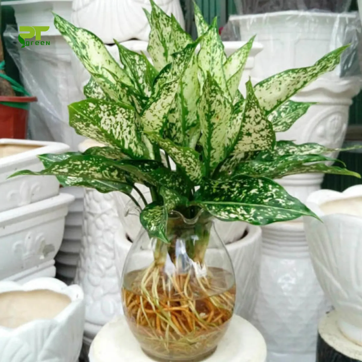 Cây Ngọc Ngân thủy sinh với bộ rễ trắng nổi bật trong bình