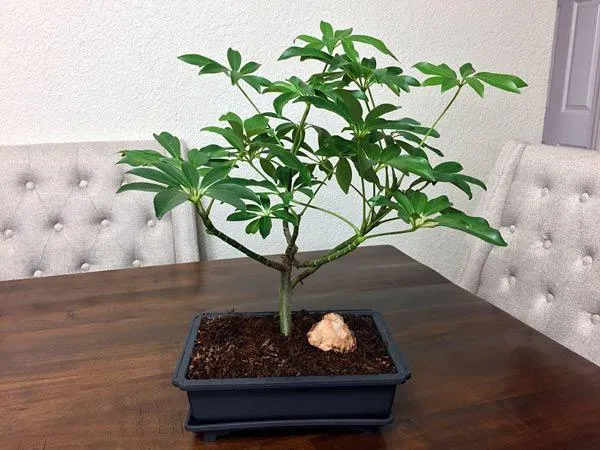Cây Ngũ Gia Bì Bonsai: Tạo Điểm Nhấn Tự Nhiên Cho Không Gian