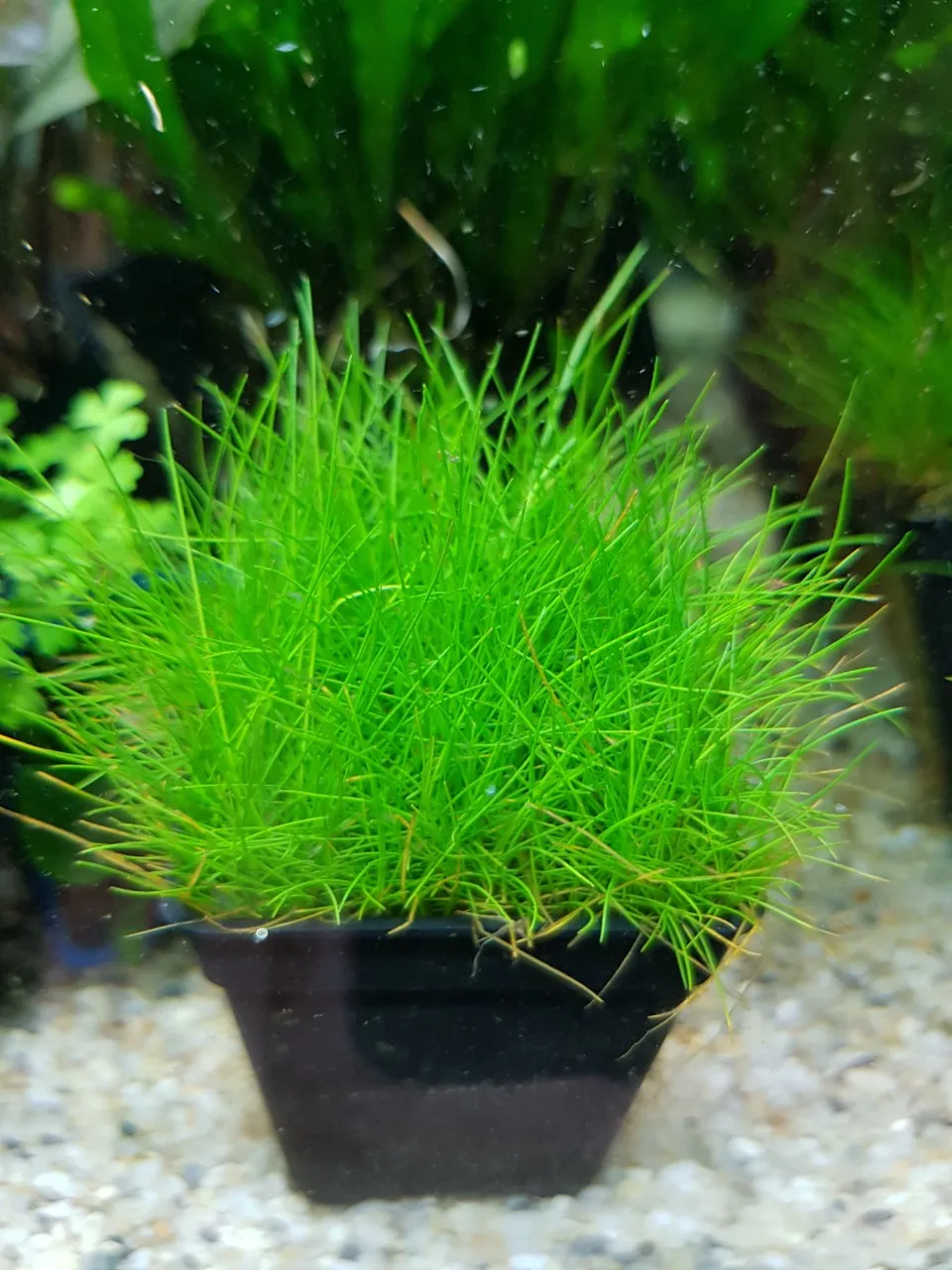 Cận cảnh cây Ngưu Mao Chiên xanh mướt dưới ánh sáng hồ thủy sinh