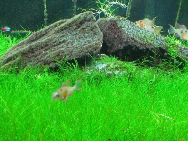 Từng bụi Ngưu Mao Chiên được cắm tỉ mỉ trên nền thủy sinh