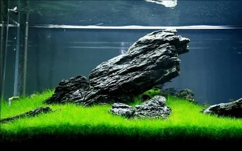 Một góc hồ thủy sinh với thảm Ngưu Mao Chiên xanh mướt