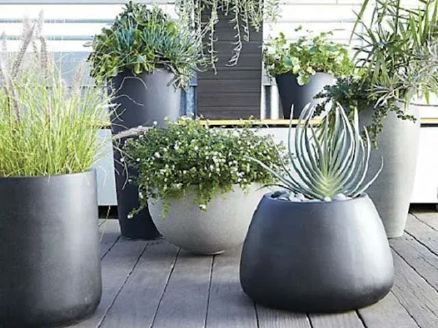 nơi bán chậu cây cảnh 21