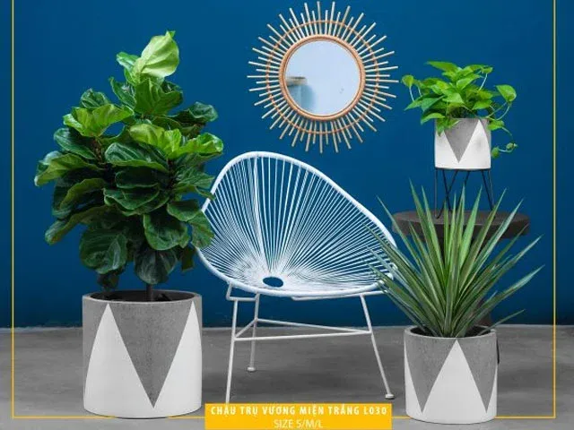 Nơi bán chậu cây cảnh iGar Decor Q10