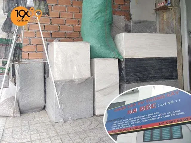 nơi bán chậu cây cảnh sa đéc