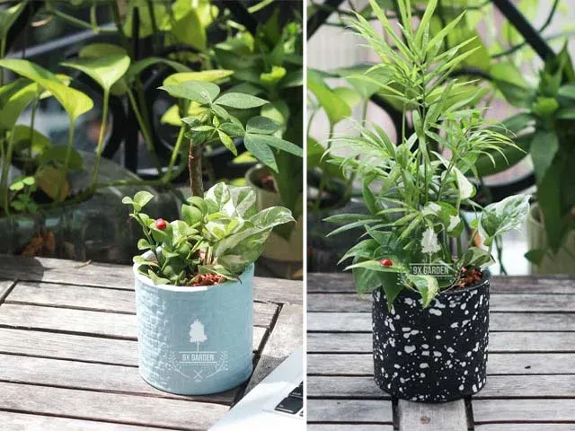 nơi bán chậu cây cảnh xi măng 9x garden