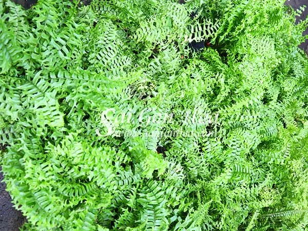 Cận cảnh cây dương xỉ đuôi cá với bộ lá xanh mướt, đầy sức sống.