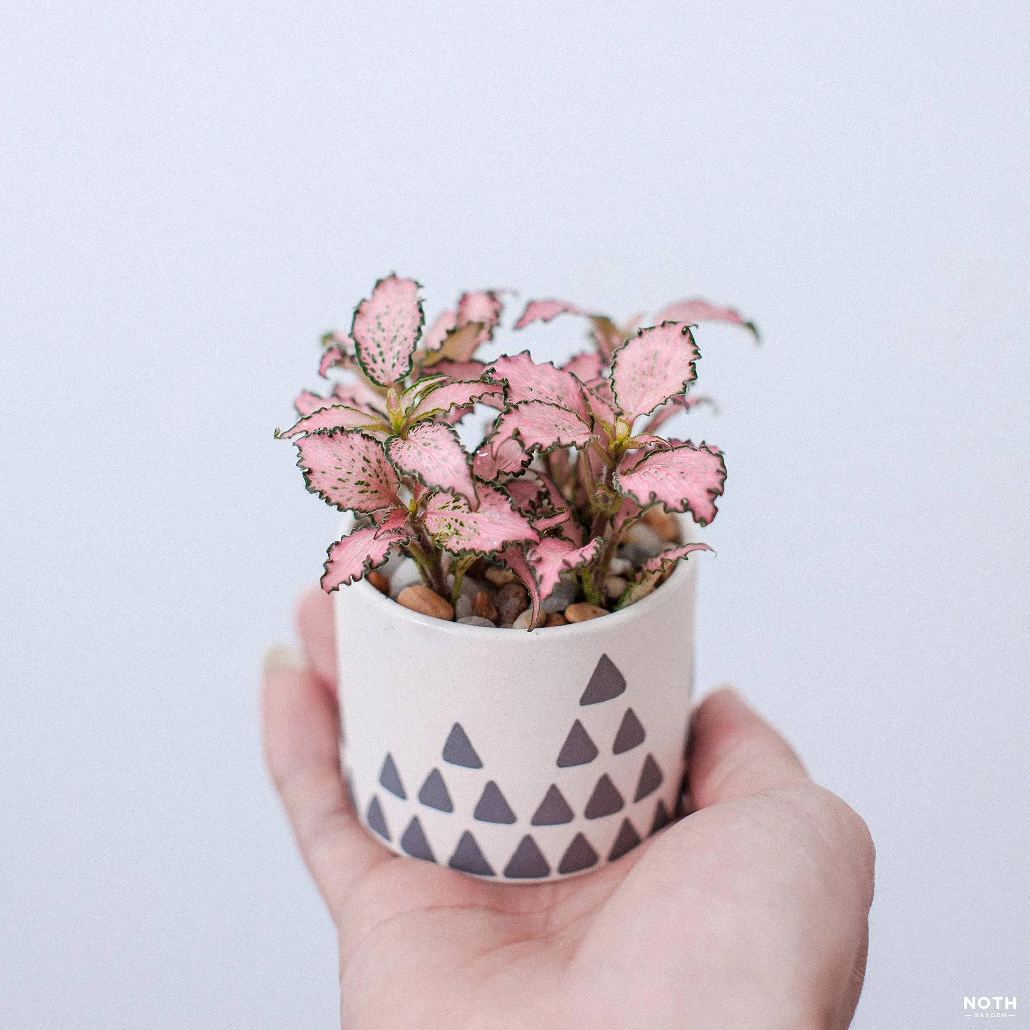 Cận cảnh lá Fittonia với hoa văn tự nhiên, mang vẻ đẹp tinh tế