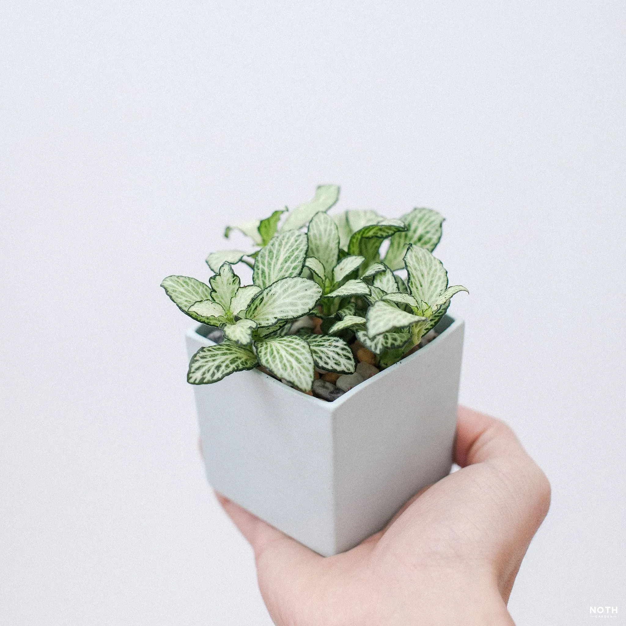 Vẻ đẹp độc đáo của cây Fittonia với những đường gân lá nổi bật