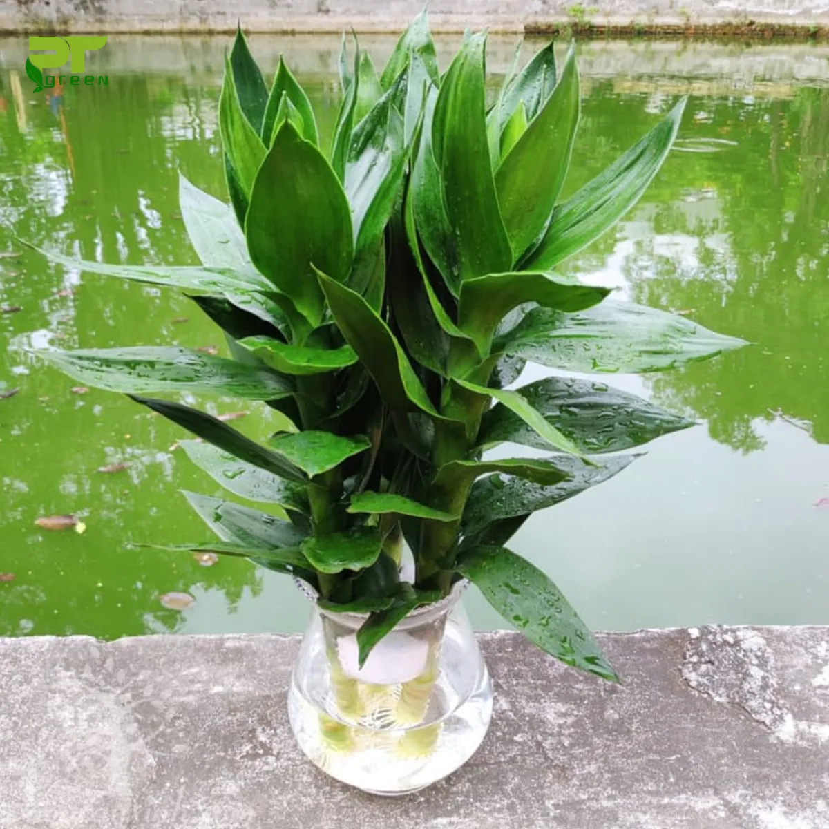 Cây Phát Lộc thủy sinh với nhiều thân được uốn cong