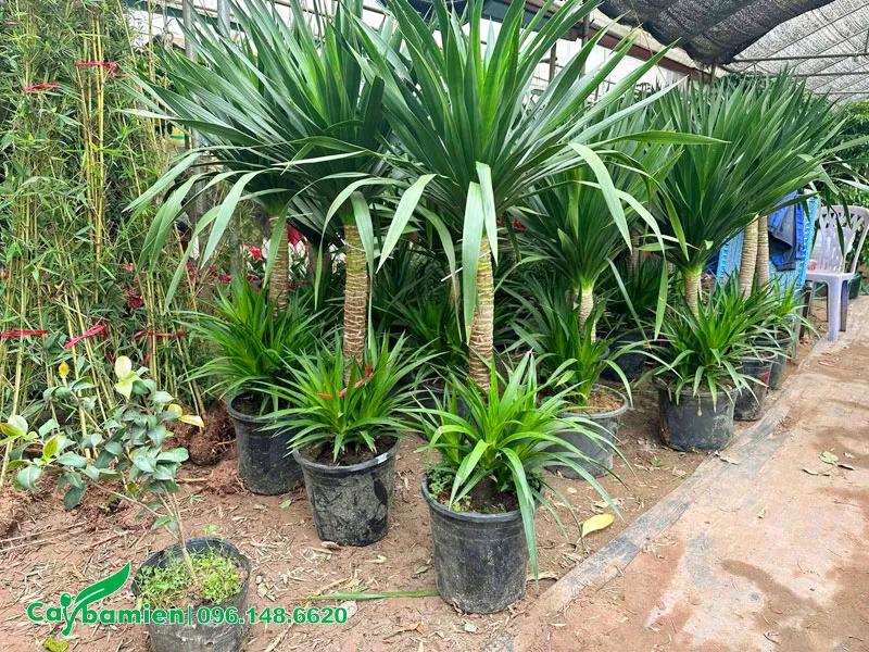 Những chậu cây Phát Tài Núi 2 tầng đẹp