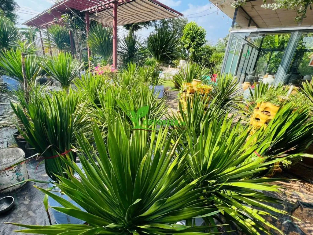 Cây phát tài núi với ý nghĩa phong thủy thu hút tài lộc