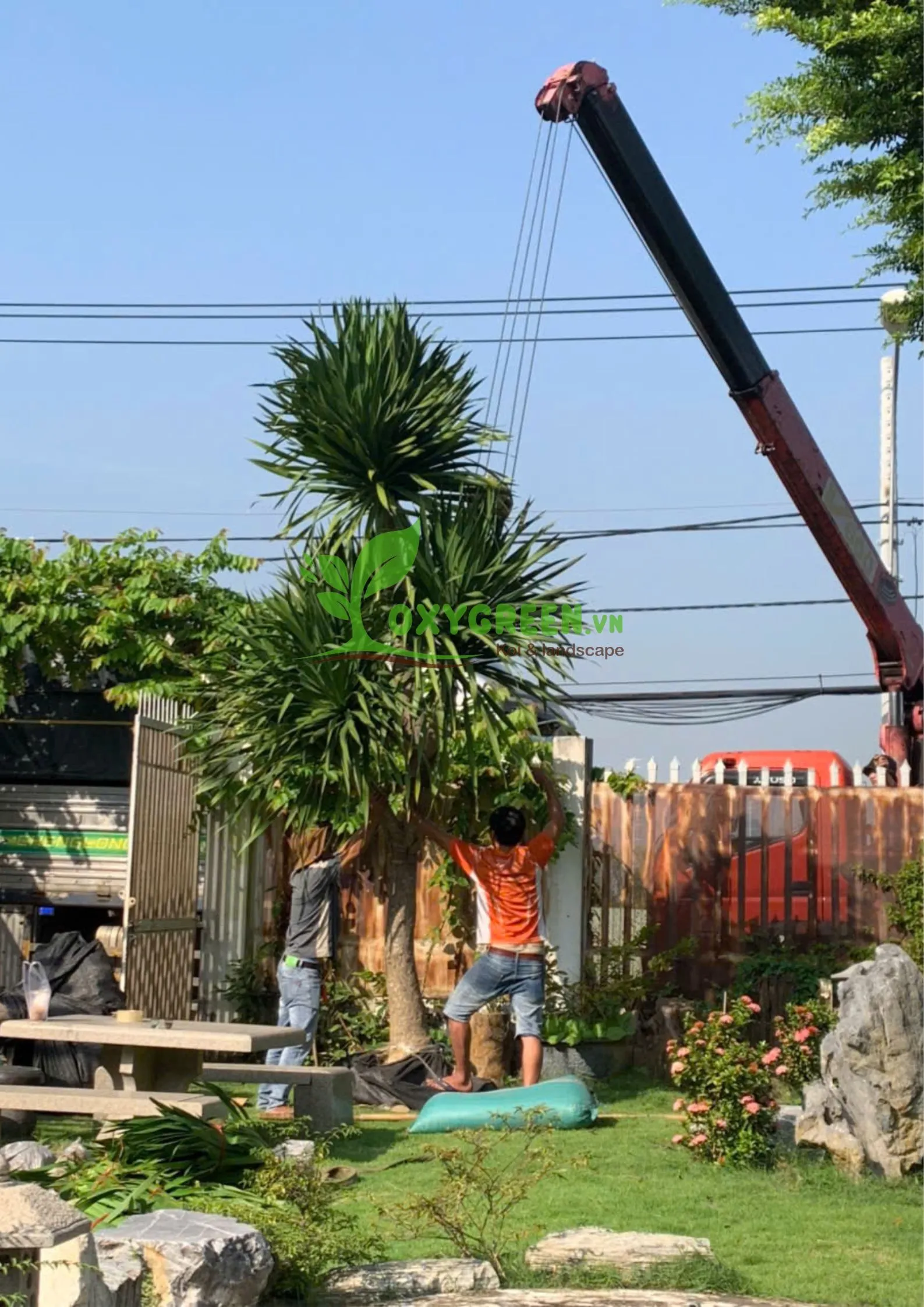 Cây phát tài núi với nhiều kiểu dáng