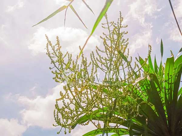 Cây phát tài núi ra hoa