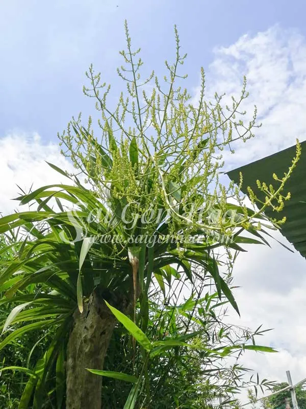 Cây phát tài núi ra hoa