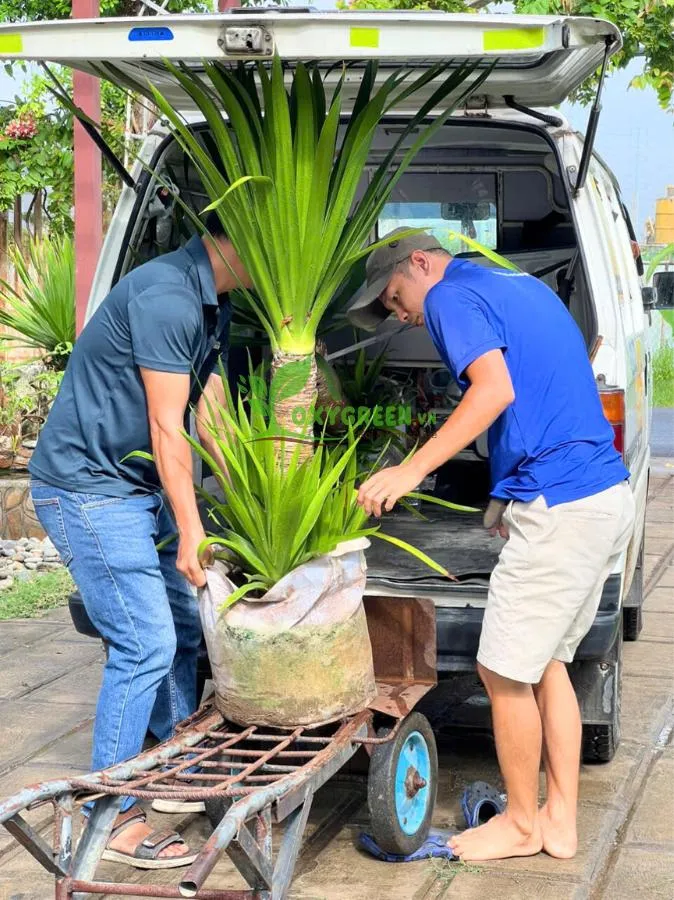 Cây phát tài núi tại cửa hàng Oxygreen