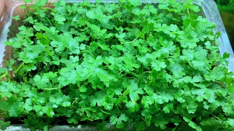 Rau má hương, cây thủy sinh mini dễ trồng với sức sống mạnh mẽ