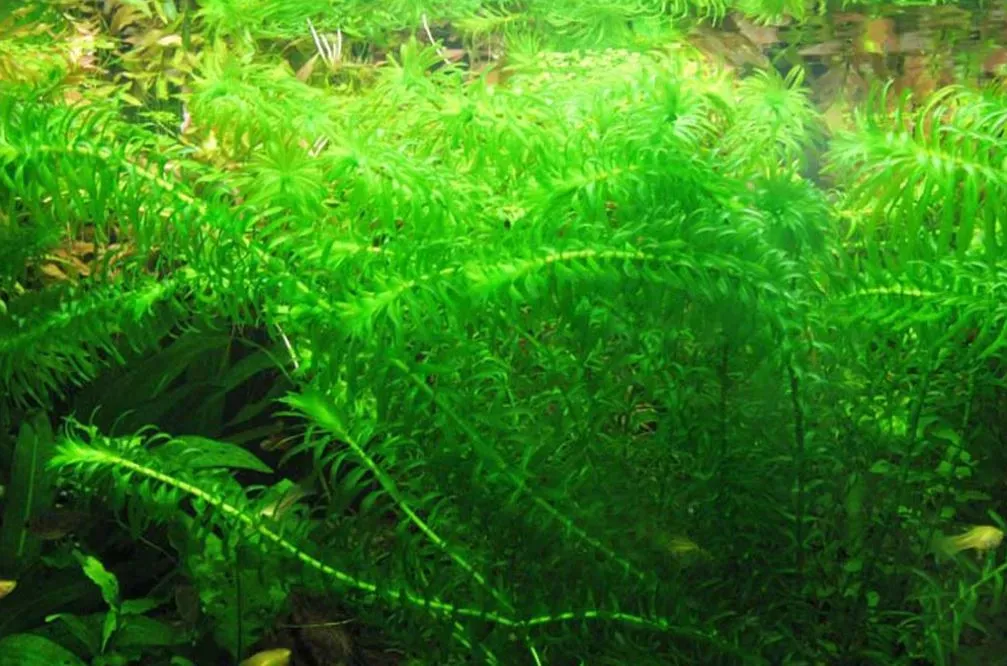 Rong đuôi chó uốn lượn trong bể, cây thủy sinh đẹp cho bể cá