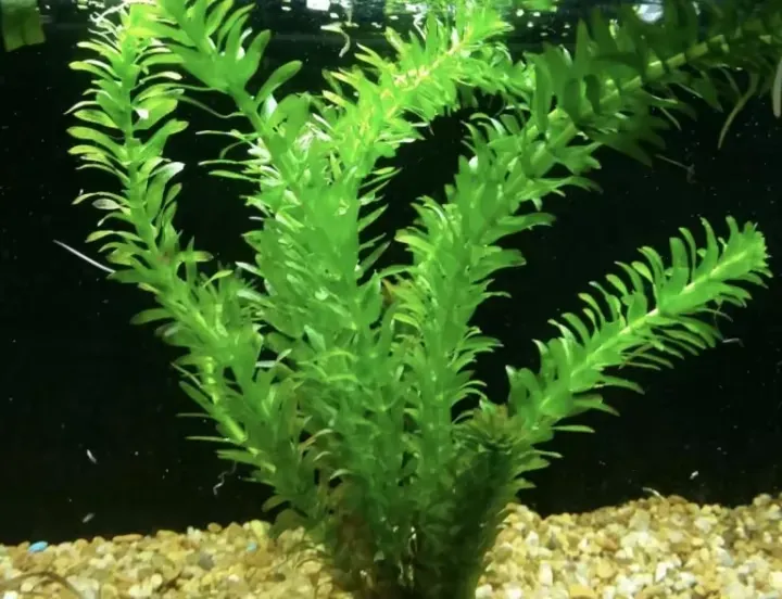 Rong đuôi chó mềm mại, cây thủy sinh không cần đất nền dễ chăm sóc