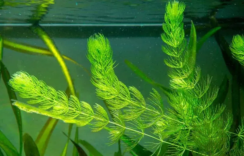 Rong đuôi chồn thả nổi trong bể cá, không cần đất nền vẫn phát triển