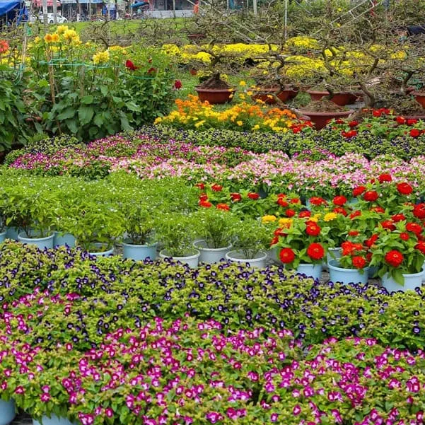 Bảng giá các loại cây cảnh phổ biến