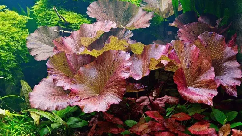 Bông súng thủy sinh tạo điểm nhấn ấn tượng cho trung cảnh hồ cá