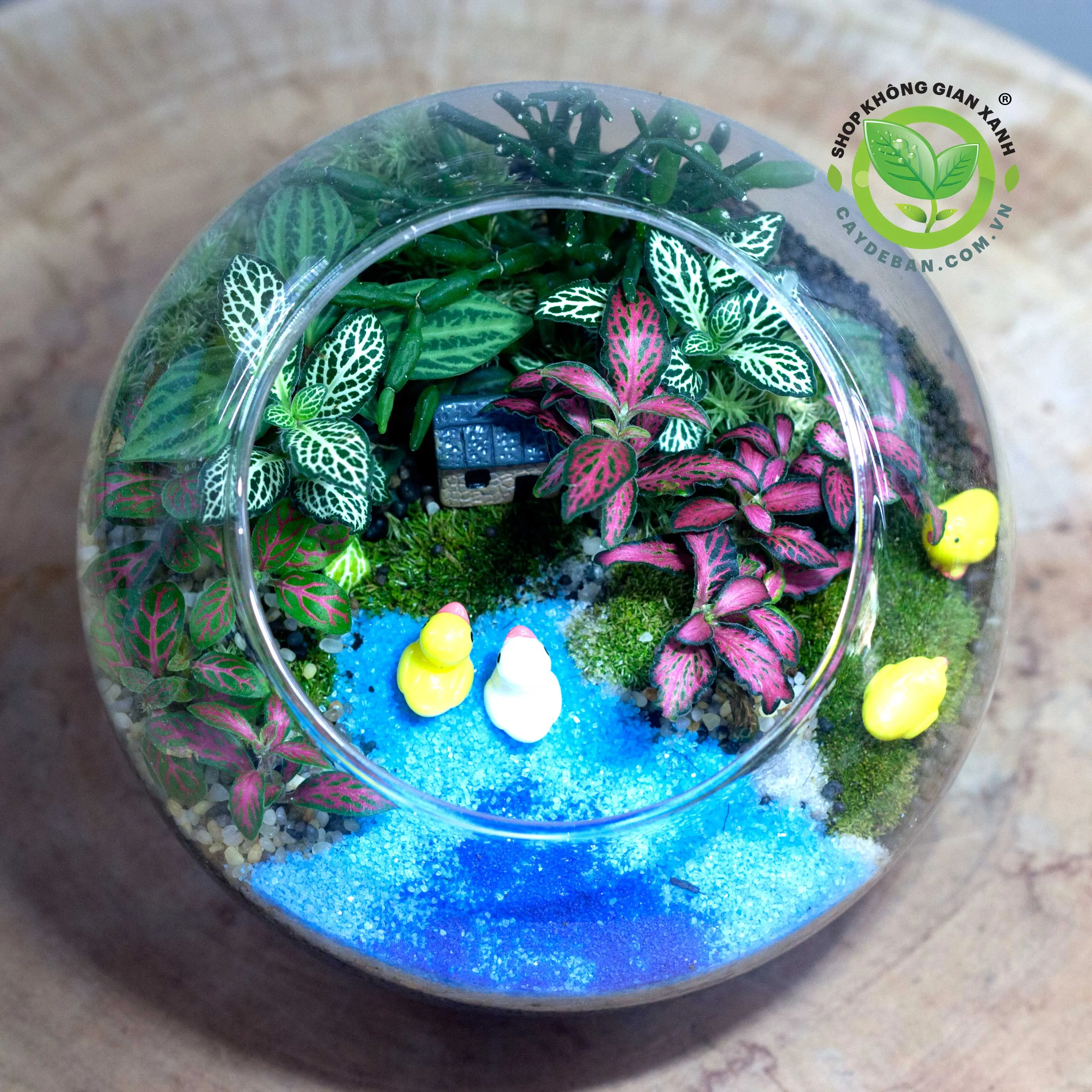 Một terrarium hình cầu với cây xanh tươi và sỏi trang trí